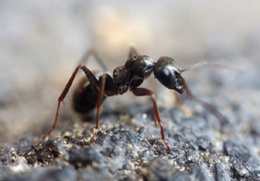 Ant Control