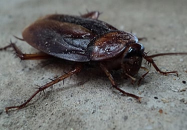 Cockroach Control