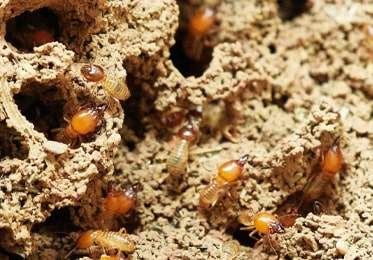 Termite Inspections