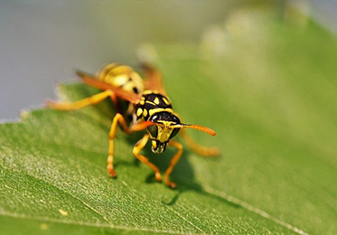 Wasps